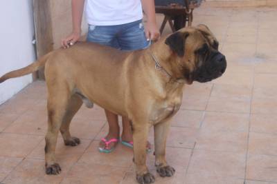 Bullmastiffs Casabullangels ninhada disponvel 