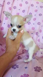 Chihuahua com Pedigree RJ Niteri