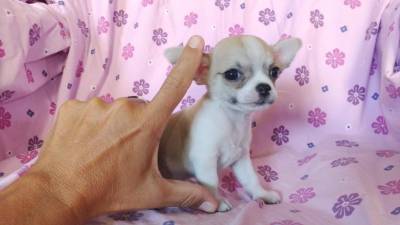 Chihuahua com Pedigree RJ Niteri