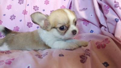 Chihuahua com Pedigree RJ Niteri