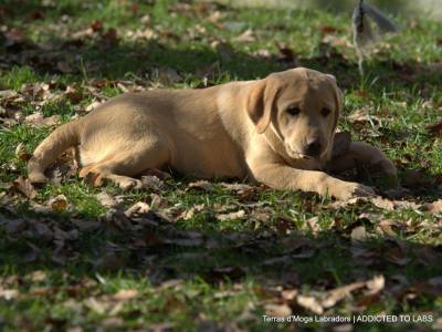 Cachorrinha amarela