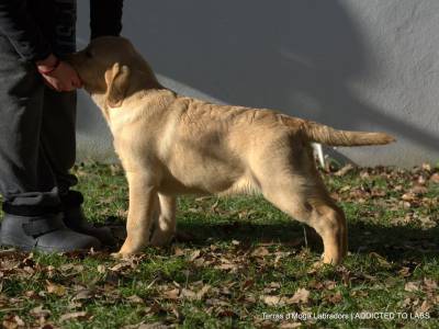 Cachorrinha amarela