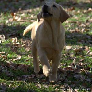 Cachorrinha amarela