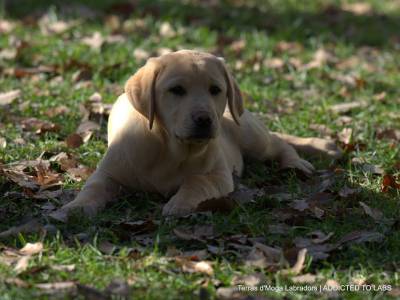 Cachorrinha amarela