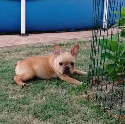 Lindos filhotes de Bulldog Francês