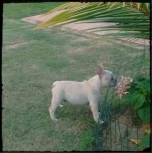 Lindos filhotes de Bulldog Francês