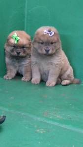 Chowchow