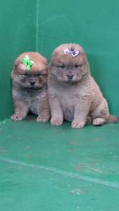 Chowchow