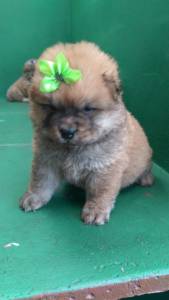 Chowchow