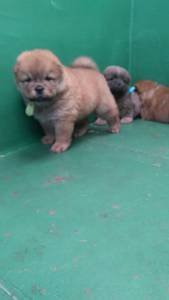 Chowchow