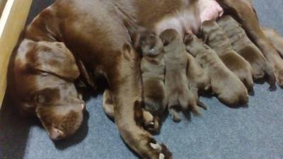 Ninhada de Labrador Retriever castanhos