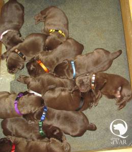 LABRADOR RETRIEVER CASTANHOS