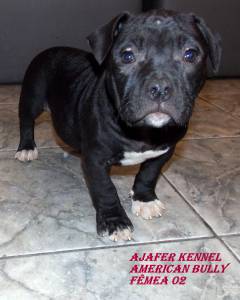 American Bully Filhotes