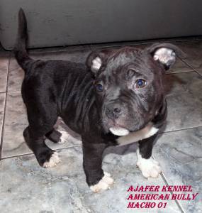 American Bully Filhotes