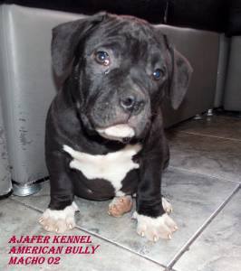 American Bully Filhotes