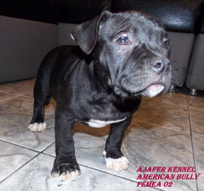 American Bully Filhotes