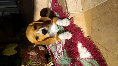 Beagle macho promoo