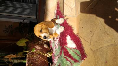 Beagle macho promoo