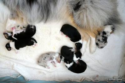 Cachorros Rough Collie - Linhagem de Campees