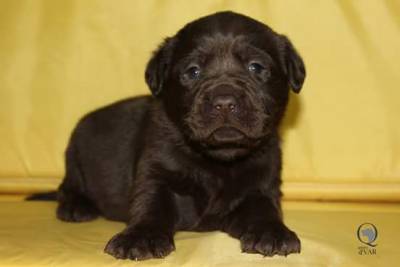 Labrador Retriever Castanhos