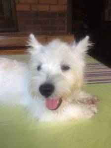 WEST HIGHLAND WHITE TERRIER VENDA