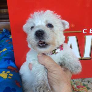 WEST HIGHLAND WHITE TERRIER VENDA