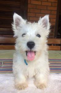 WEST HIGHLAND WHITE TERRIER VENDA