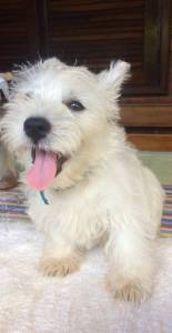 WEST HIGHLAND WHITE TERRIER VENDA