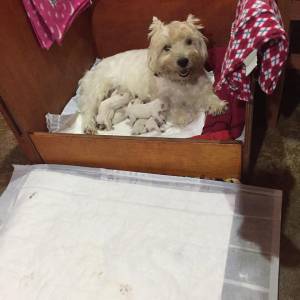 WEST HIGHLAND WHITE TERRIER VENDA