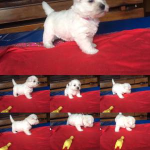 WEST HIGHLAND WHITE TERRIER VENDA