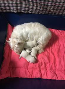 WEST HIGHLAND WHITE TERRIER VENDA