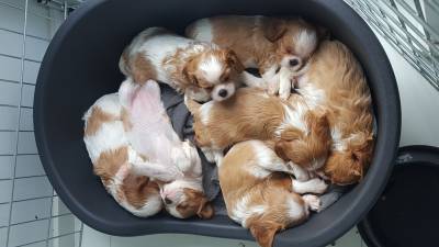 NINHADA CAVALIER KING CHARLES SPANIEL