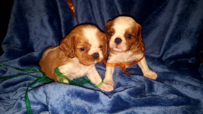 NINHADA CAVALIER KING CHARLES SPANIEL