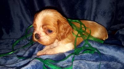 NINHADA CAVALIER KING CHARLES SPANIEL