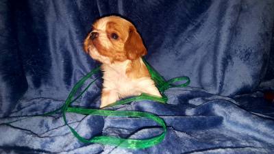 NINHADA CAVALIER KING CHARLES SPANIEL