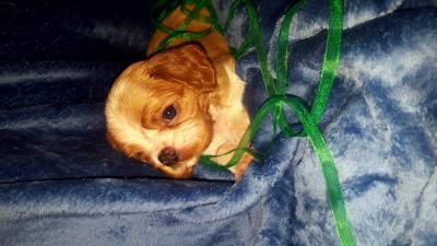 NINHADA CAVALIER KING CHARLES SPANIEL