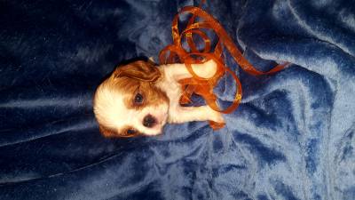 NINHADA CAVALIER KING CHARLES SPANIEL