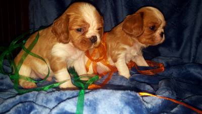 NINHADA CAVALIER KING CHARLES SPANIEL