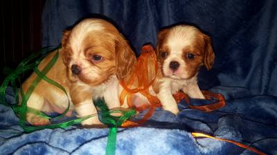 NINHADA CAVALIER KING CHARLES SPANIEL