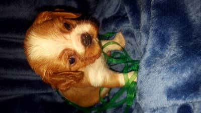 NINHADA CAVALIER KING CHARLES SPANIEL