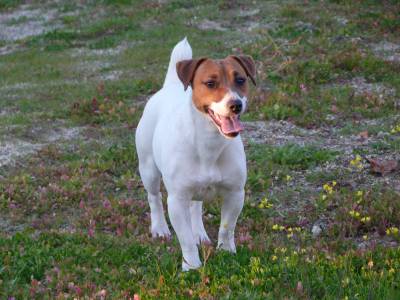 Jack Russell Terrier Progenitora