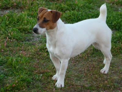 Jack Russell Terrier Progenitora