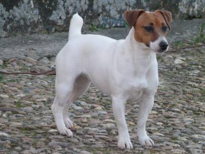 Jack Russell Terrier Progenitora