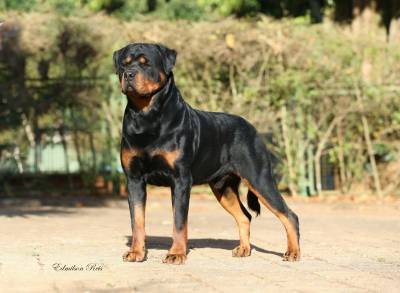 NINHADA DISPONVEL DE ROTTWEILERS