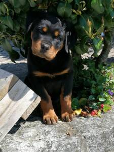 NINHADA DISPONVEL DE ROTTWEILERS