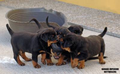 NINHADA DISPONVEL DE ROTTWEILERS