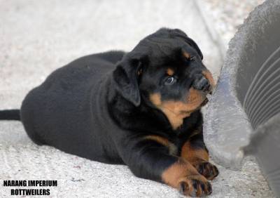 NINHADA DISPONVEL DE ROTTWEILERS