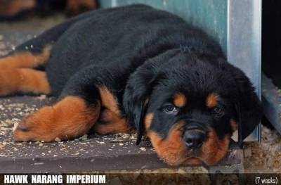 NINHADA DISPONVEL DE ROTTWEILERS