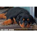 Rottweiler NINHADA DISPONVEL DE ROTTWEILERS Santarm Alpiara