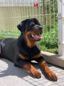 NINHADA DISPONVEL DE ROTTWEILERS